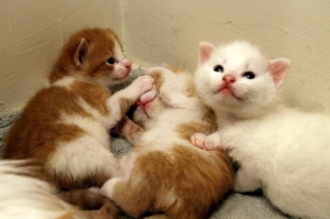 kittens 008